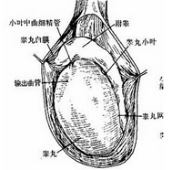 睾丸一大一小是否属于正常?